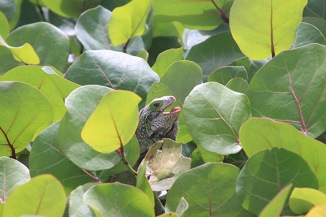 Green Iguana of St. Croix