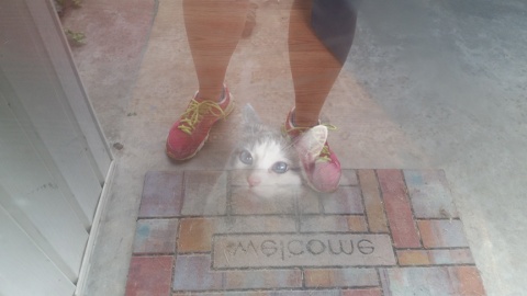 Cat in the door
