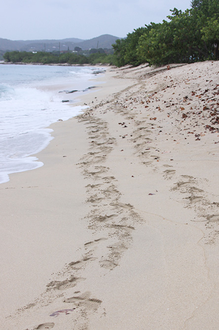 Footprints in the Sand, Sandy Point National Refuge Wildlife, St. Croix, US Virgin Islands